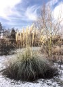Thumbs/tn_Pampas Grass in Heavy frost.jpg